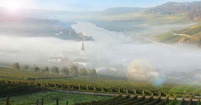  Weinernte, Erntehelfer,  - Ernte Helfer - Nittel