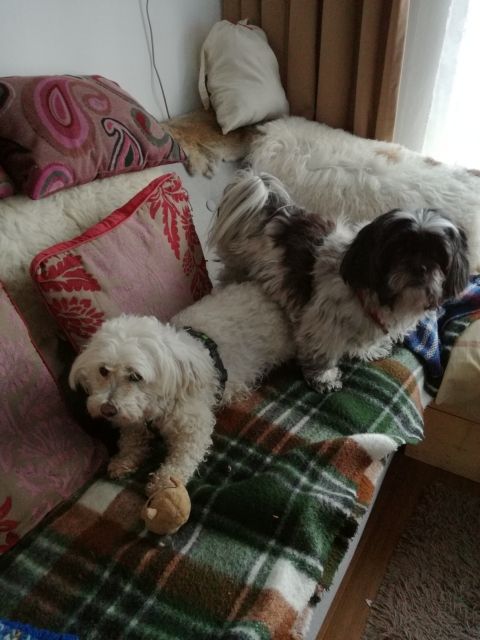 Privat fahrt mit Auto - Fahrdienst Chauffeur - Terschelling