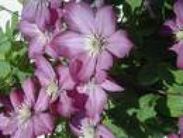 Blütenduft das ganze Jahr über - Rund Ums Haus - Bundesweit