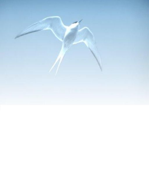 Call Center, und Call Center Agents für Terminierung im Home Office gesucht - Telefonist Call Agent - Norden