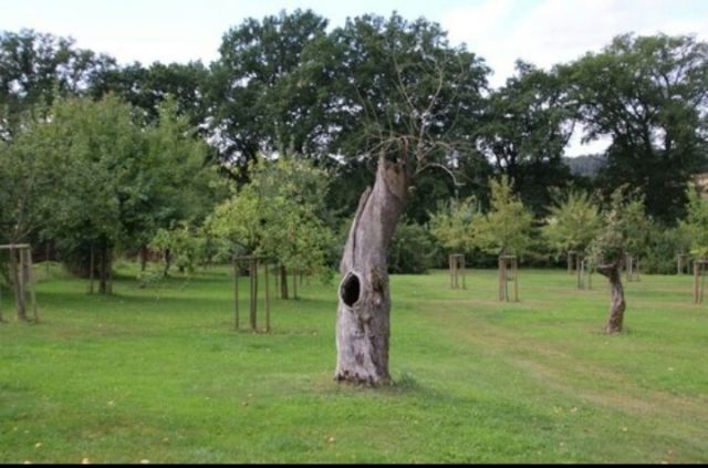 Mahen Grass, Rasen zu Mahe, Fallen von baumen, gartenhelfer - Ernte Helfer - Görlitz
