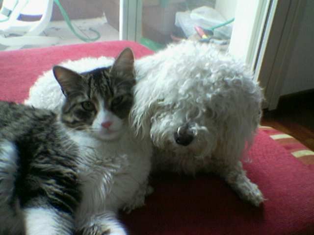 Parma/ Italien! Suche Kindermädchen  oder Frau ab November  - Au Pair - PARMA  Italien 