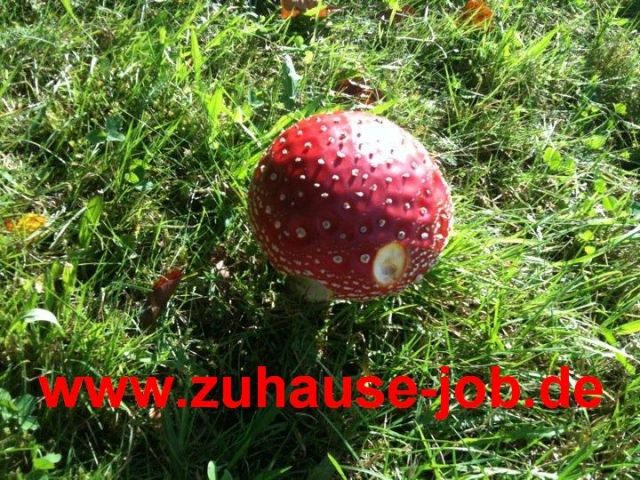 Internetjob Telefonjob von zuhause aus - Internet Telejob - Dortmund