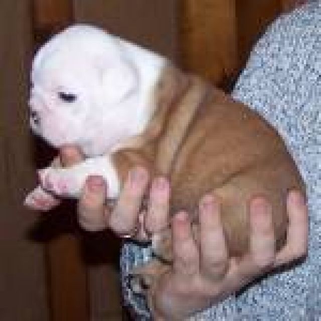 REIZENDE UND BEZAUBERNDE englische BULLDOGGEN HÜNDCHEN ZUM VERKAUF. - Sonstiges - Bundesweit