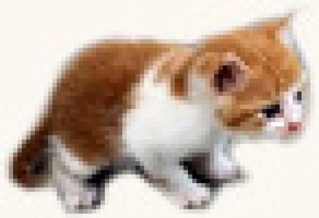 Mein Haustiershop - Internet Telejob - Markranstädt