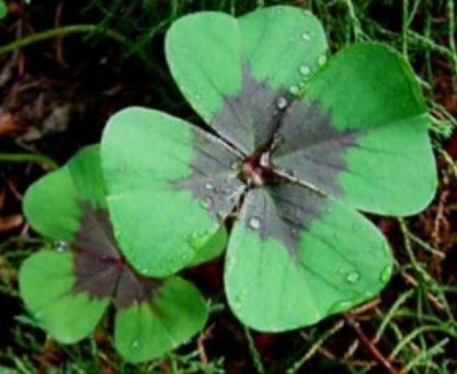 Einzelunternehmer sucht Messe Auf-Abbau, Ladenbau, Beschilderung - Messe - Hamburg