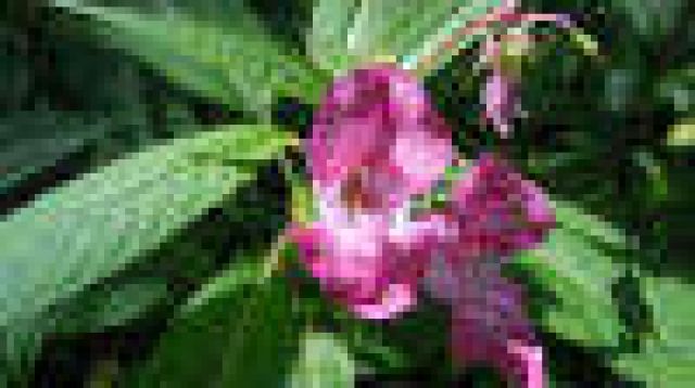 Lebenshilfe mit Kartenlegen - Esoterik Pendel Horoskop - Graz