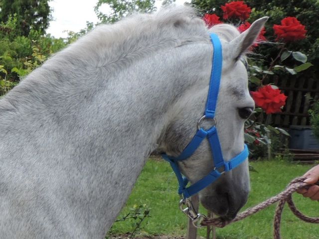 PFerdepfleger - Arbeitsvermittlung - Fertörakos