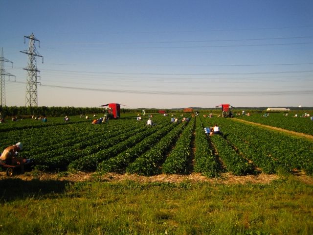 Erntehelfer gesucht - Ernte Helfer - Nordrhein-Westfalen