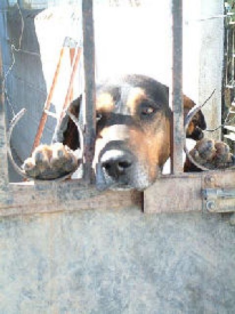 Wir suchen dringend Sachspenden für die vergessenen Seelen in deb Tötungsstati - Rest Sonderposten - Bergkamen