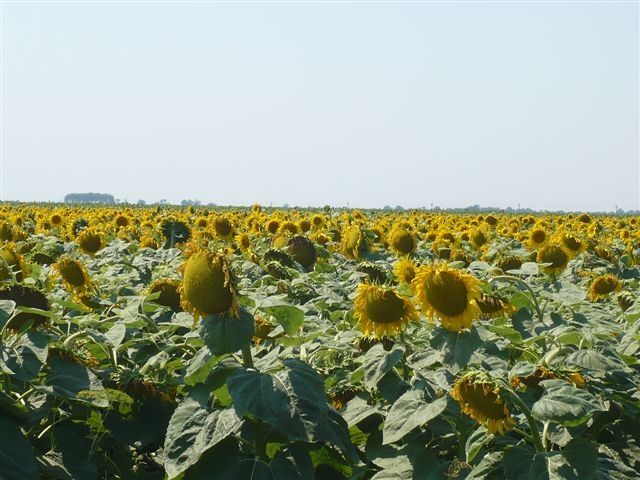 Agrarbeteiligungen - Franchising - Rimaucourt