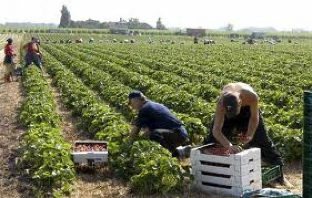 Erntehelfer für die Spargel und Erdbeerernte gesucht - Ernte Helfer - München