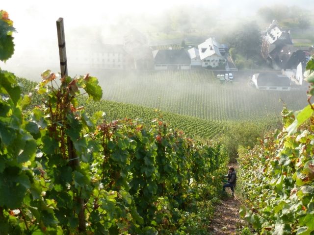 Weinberg Saisonarbeit - Ernte Helfer - Bernkastel-Kues