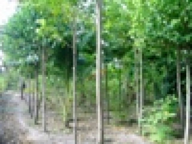 Investor für ein Projekt in Thailand gesucht - Sponsor Investor - Stuttgart