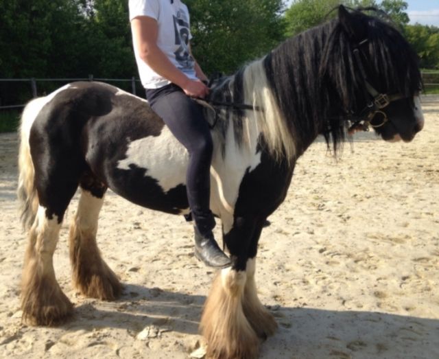 Pferdepfleger mit Reitkenntnissen gesucht - Ernte Helfer - Wipperfürth